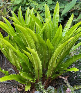 Asplenium scolopendrium